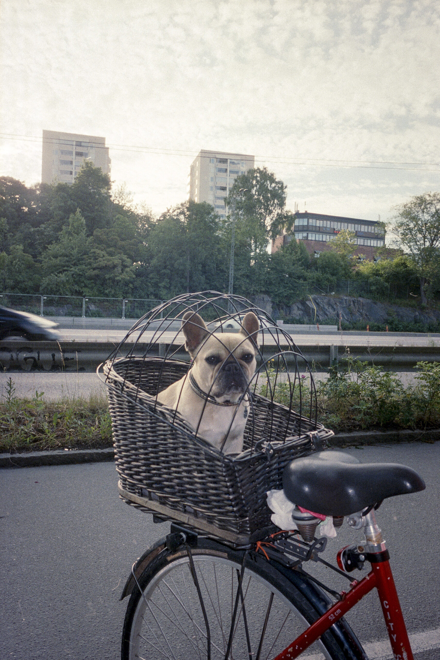 Dog on a bike
