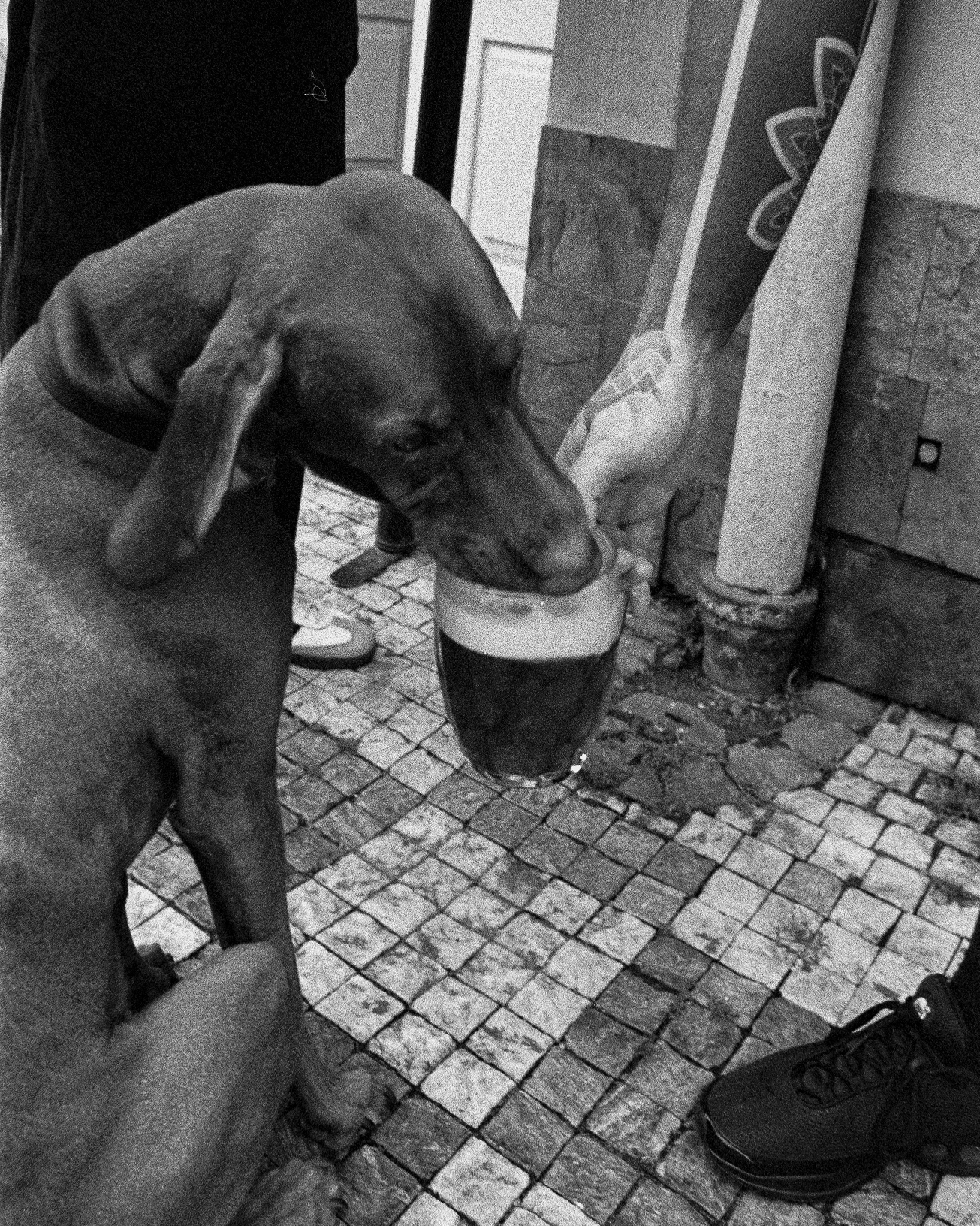 Dog drinking beer